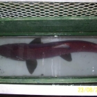 Kitwanga River Salmon Enumeration Facility