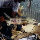 Kitwanga River Salmon Enumeration Facility