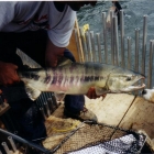 Kitwanga River Salmon Enumeration Facility