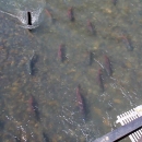 Kitwanga River Salmon Enumeration Facility