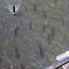 Kitwanga River Salmon Enumeration Facility