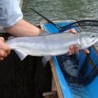 Kitwanga River Salmon Enumeration Facility